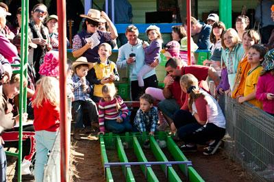 guinea pig race track